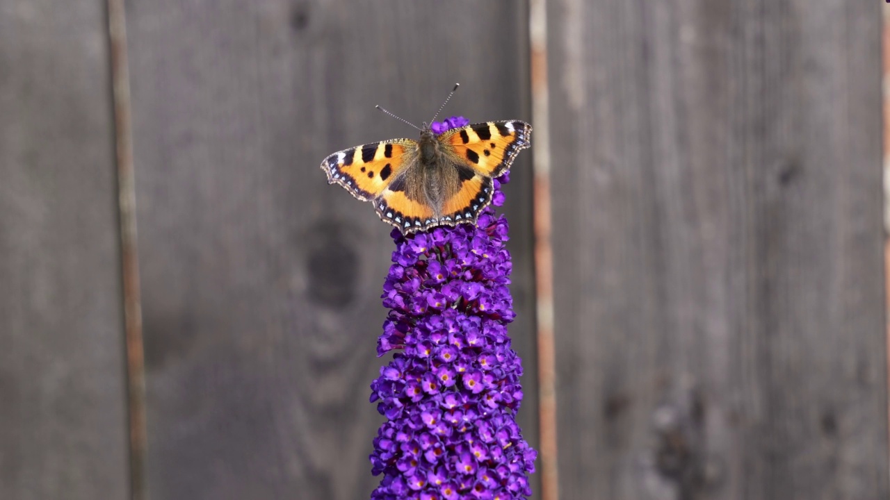 橙色黄龟甲蝶(Aglais urticae)以醉蝶花为食，又称蝶丛、夏丁香。视频素材