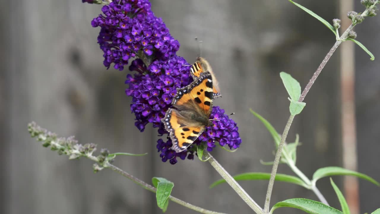 橙色黄龟甲蝶(Aglais urticae)以醉蝶花为食，又称蝶丛、夏丁香。视频素材