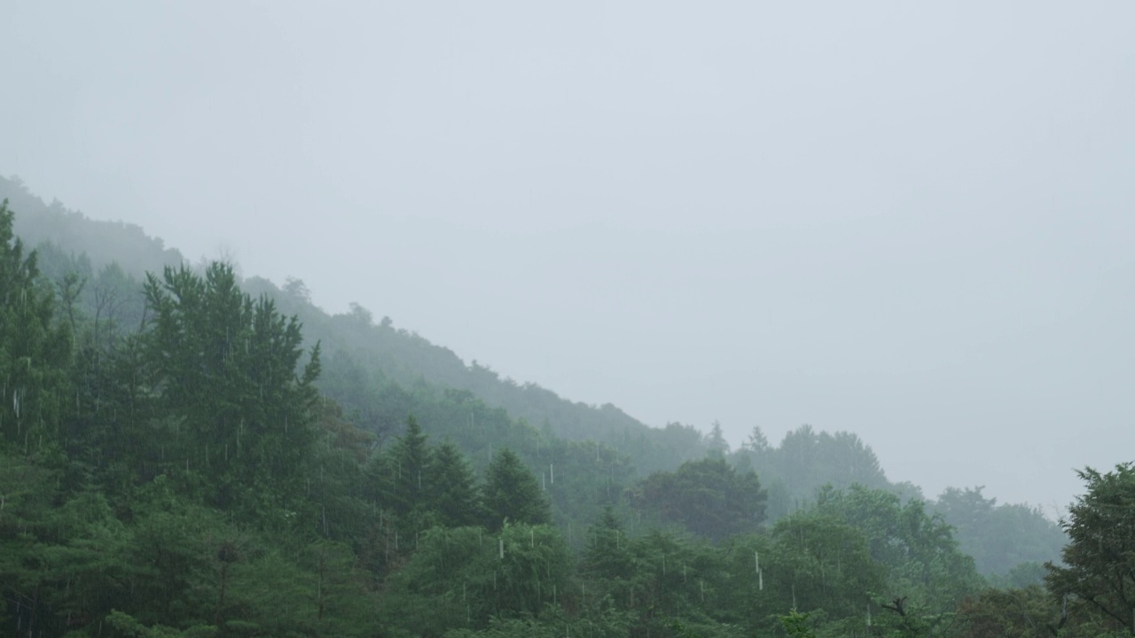 南山、树木、森林的雨景/韩国视频素材