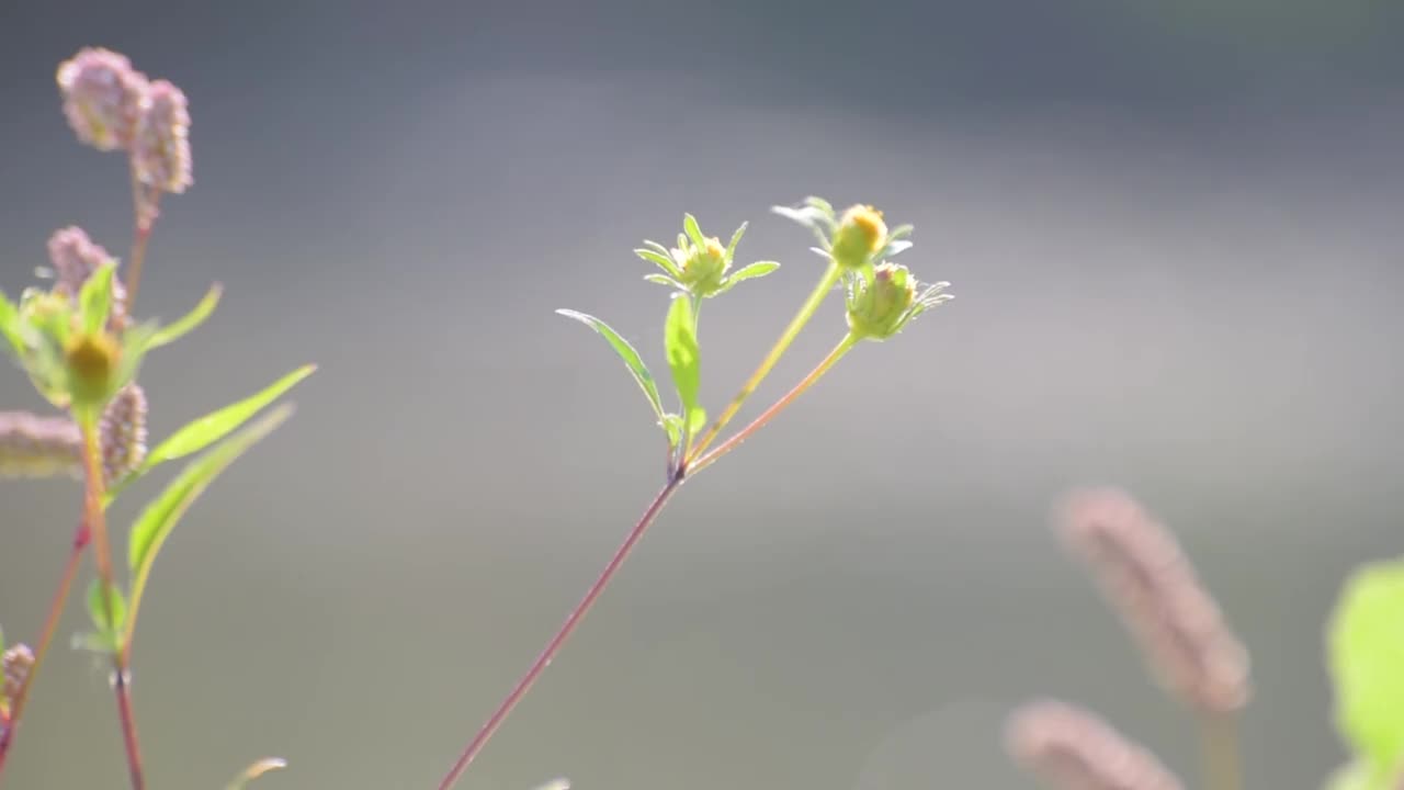 河岸上脆弱的植物在阳光下摇曳视频素材