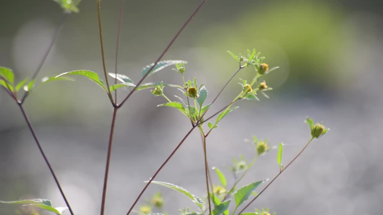 河岸上脆弱的植物在阳光下摇曳视频素材