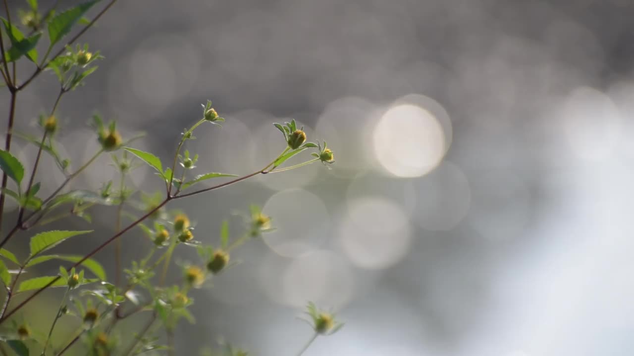 河岸上脆弱的植物在阳光下摇曳视频素材