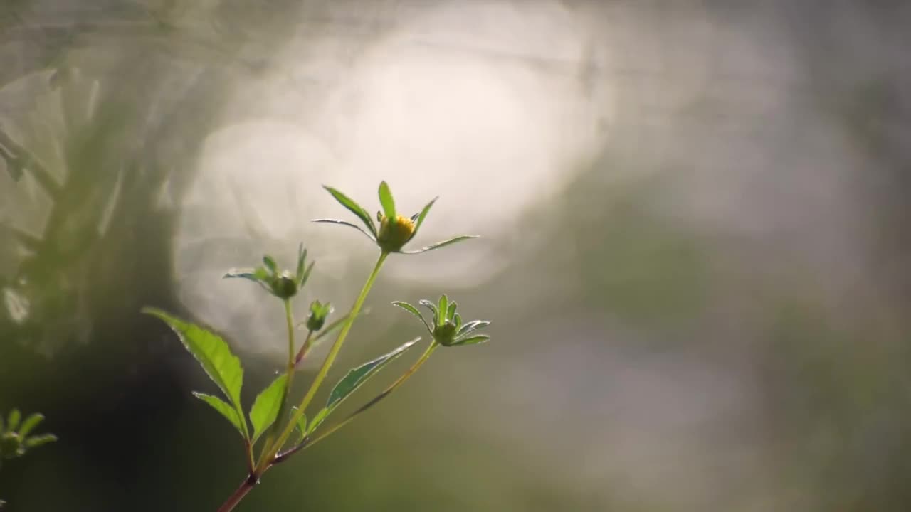 河岸上脆弱的植物在阳光下摇曳视频素材