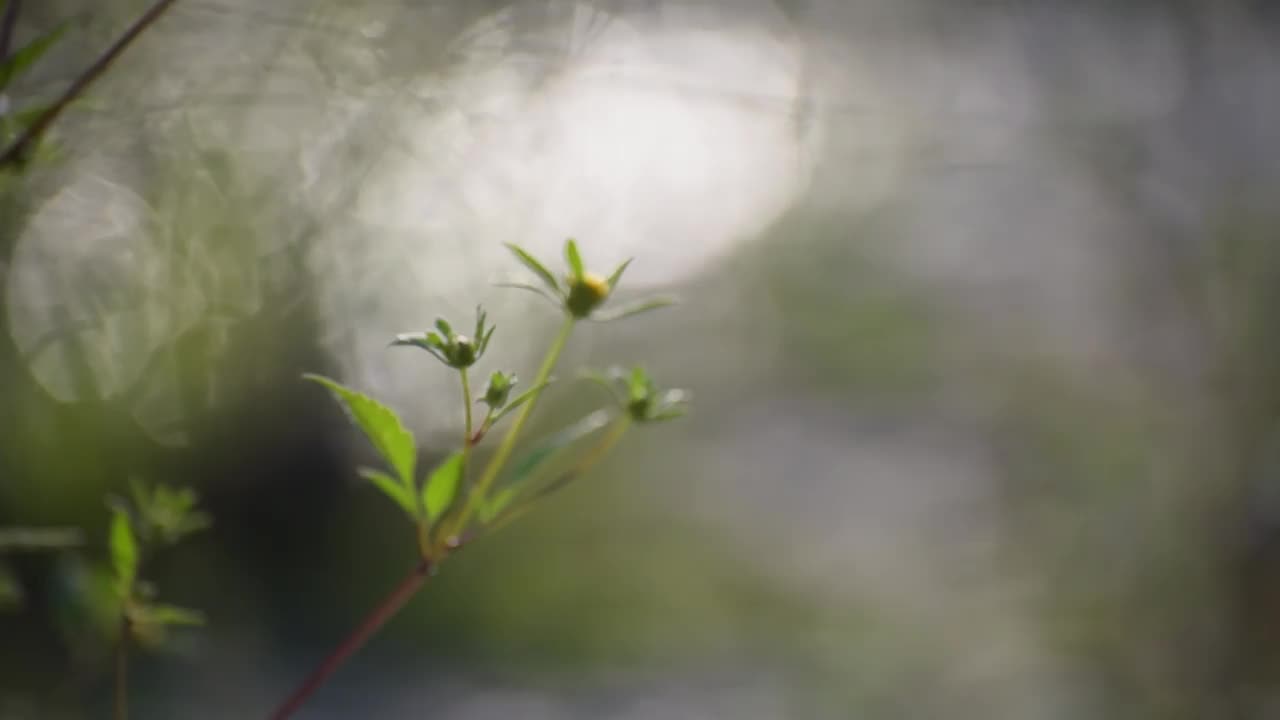 河岸上脆弱的植物在阳光下摇曳视频素材