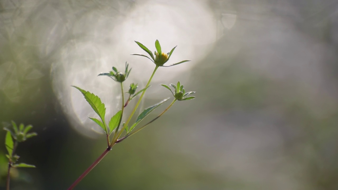 河岸上脆弱的植物在阳光下摇曳视频素材