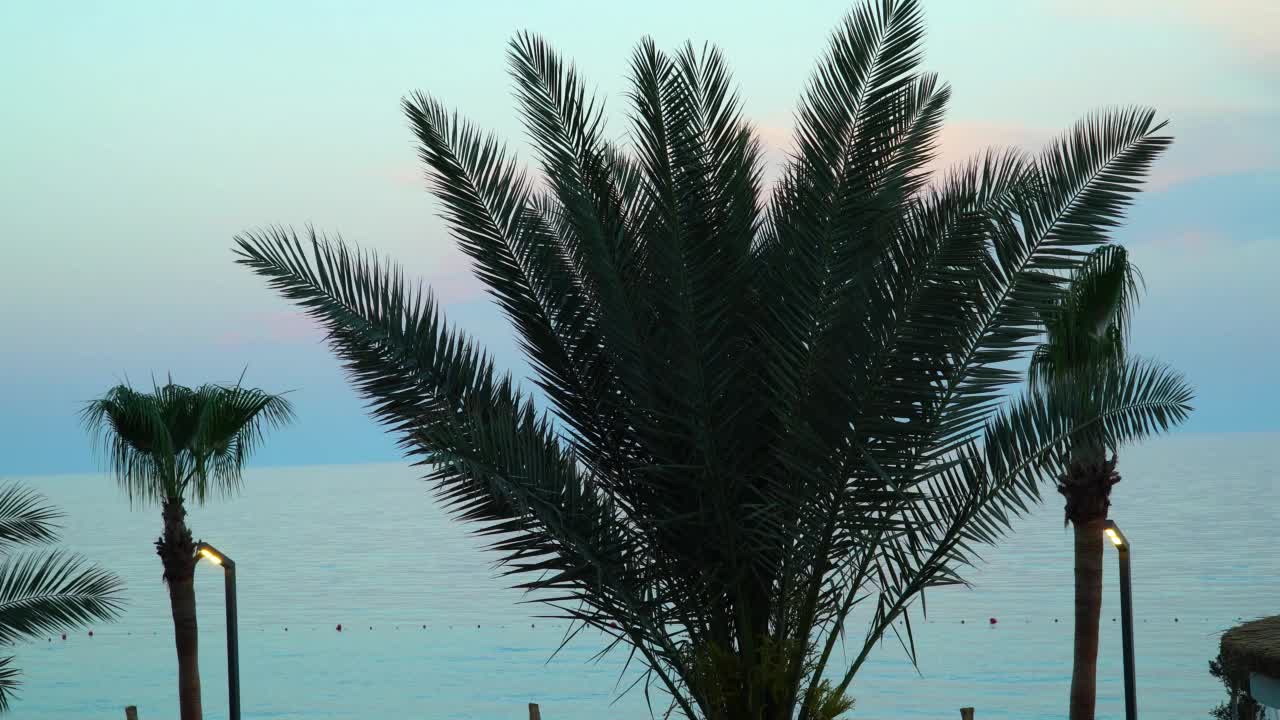 地中海的夜晚全景。黄昏时分，棕榈树的树冠映衬着日落后平静的大海。视频素材