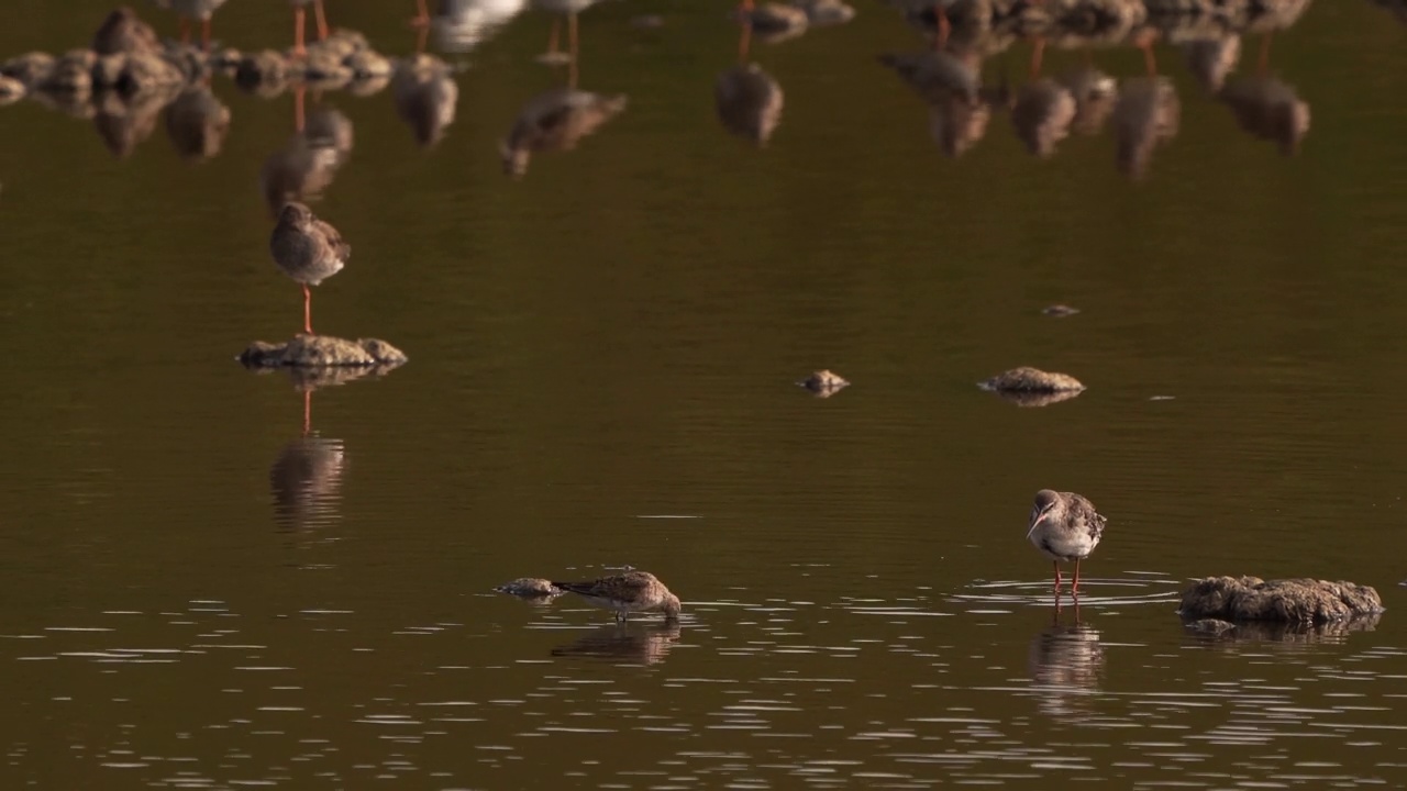 一只杓鹬(Calidris ferruginea)正在觅食，旁边是一只斑点红脚鹬视频素材