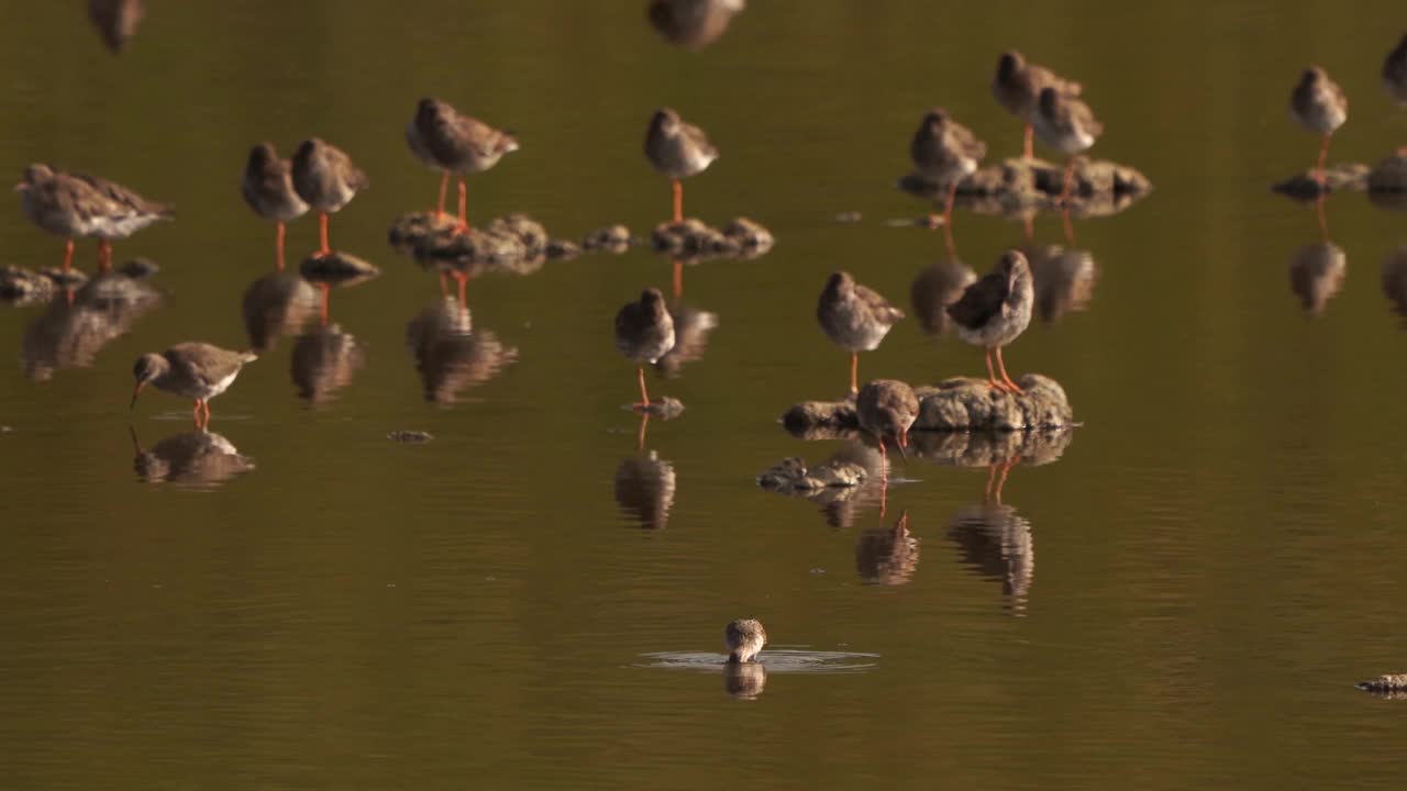 一只杓鹬(Calidris ferruginea)在其他涉禽前面觅食视频素材