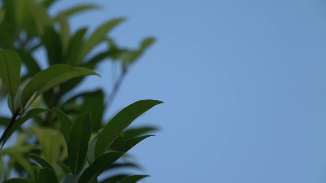 树叶和树枝被风移动，旁边的复制空间有空的蓝天背景。视频素材