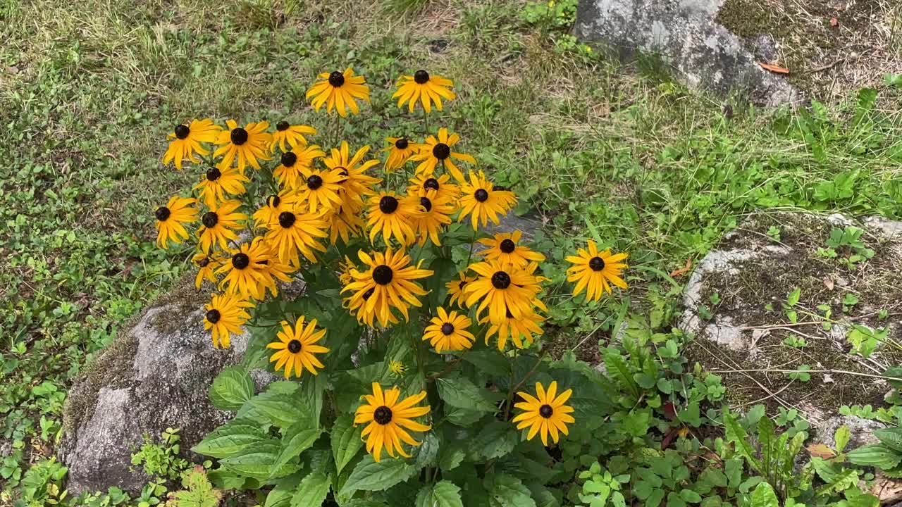 黑眼苏珊花视频素材