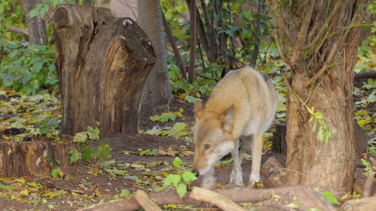 狼(Canis lupus)，又称灰狼，是现存最大的犬科成员。狼是犬类中最大的野生成员。视频素材