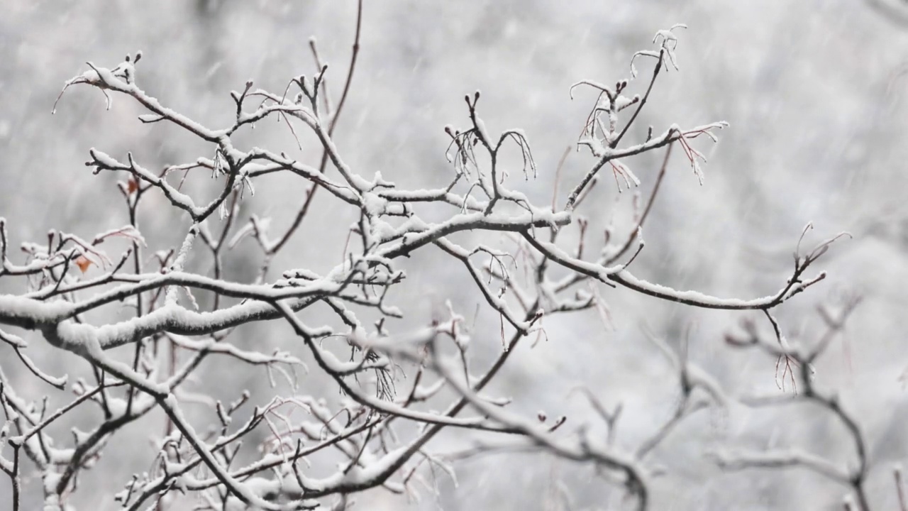 下雪的背景上的树枝。一片片雪花飘落下，是冬天的风景。视频素材