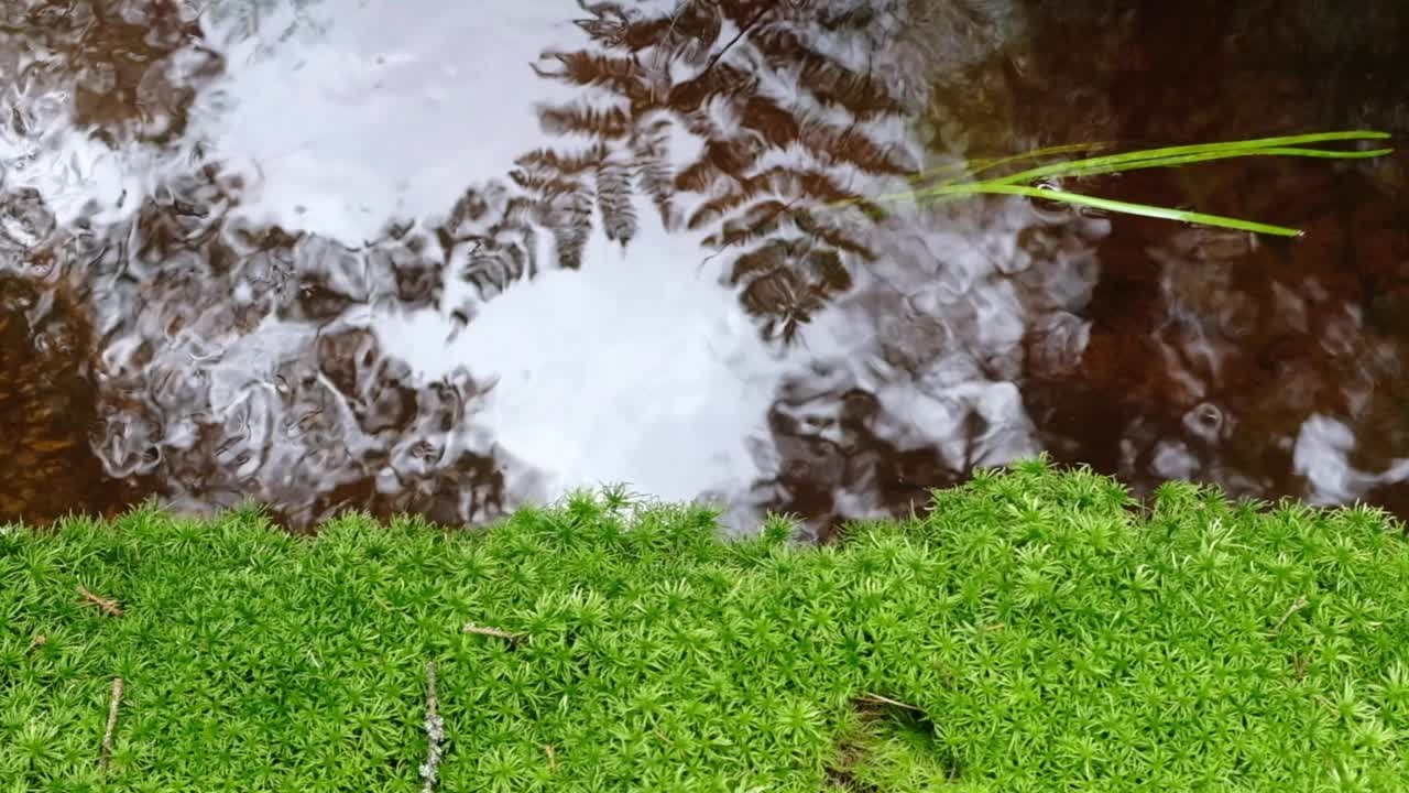 森林溪流，岸边有美丽的苔藓，水中有蕨类植物的倒影视频素材