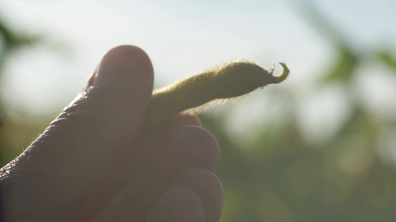 男性农学家在耕地中检查大豆植株视频素材