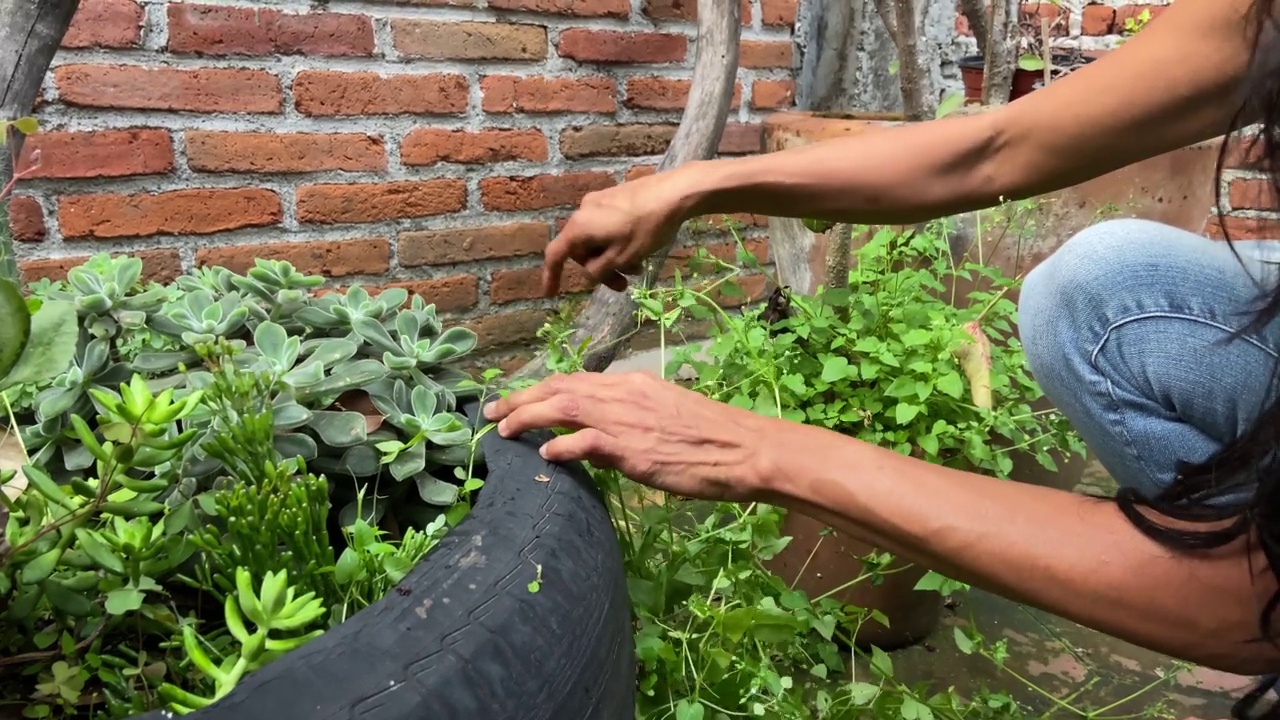 女性用手给植物除草视频下载