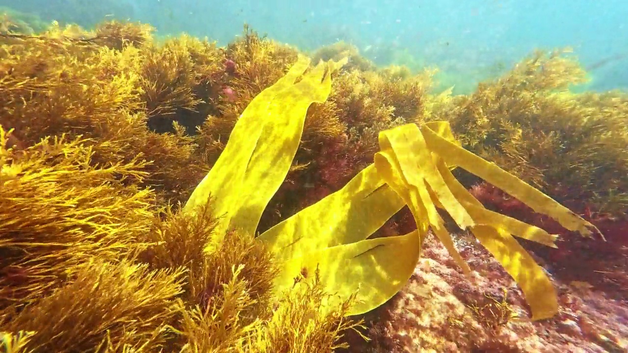 岩石海床上的藻类随着海浪的运动而摇晃视频素材