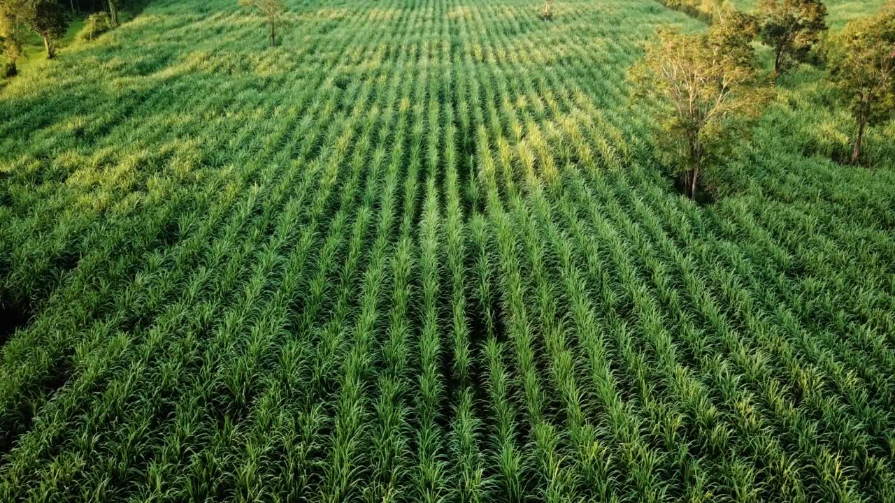 甘蔗田航拍无人机拍摄视频下载