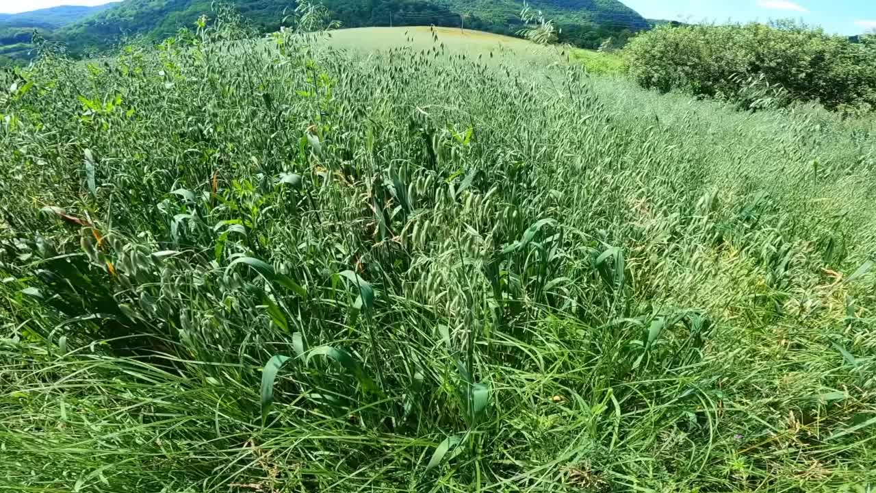 夏季黑麦的青茎。视频素材