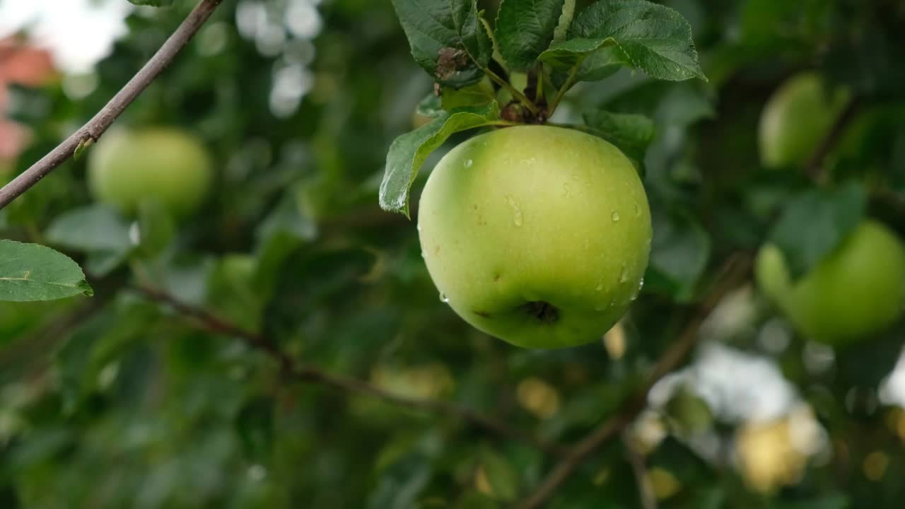 一只手从苹果树上摘苹果视频素材