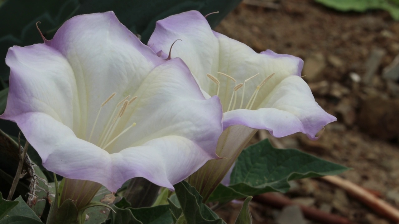 曼陀罗Wrightii Bloom -文图拉海岸033122视频素材