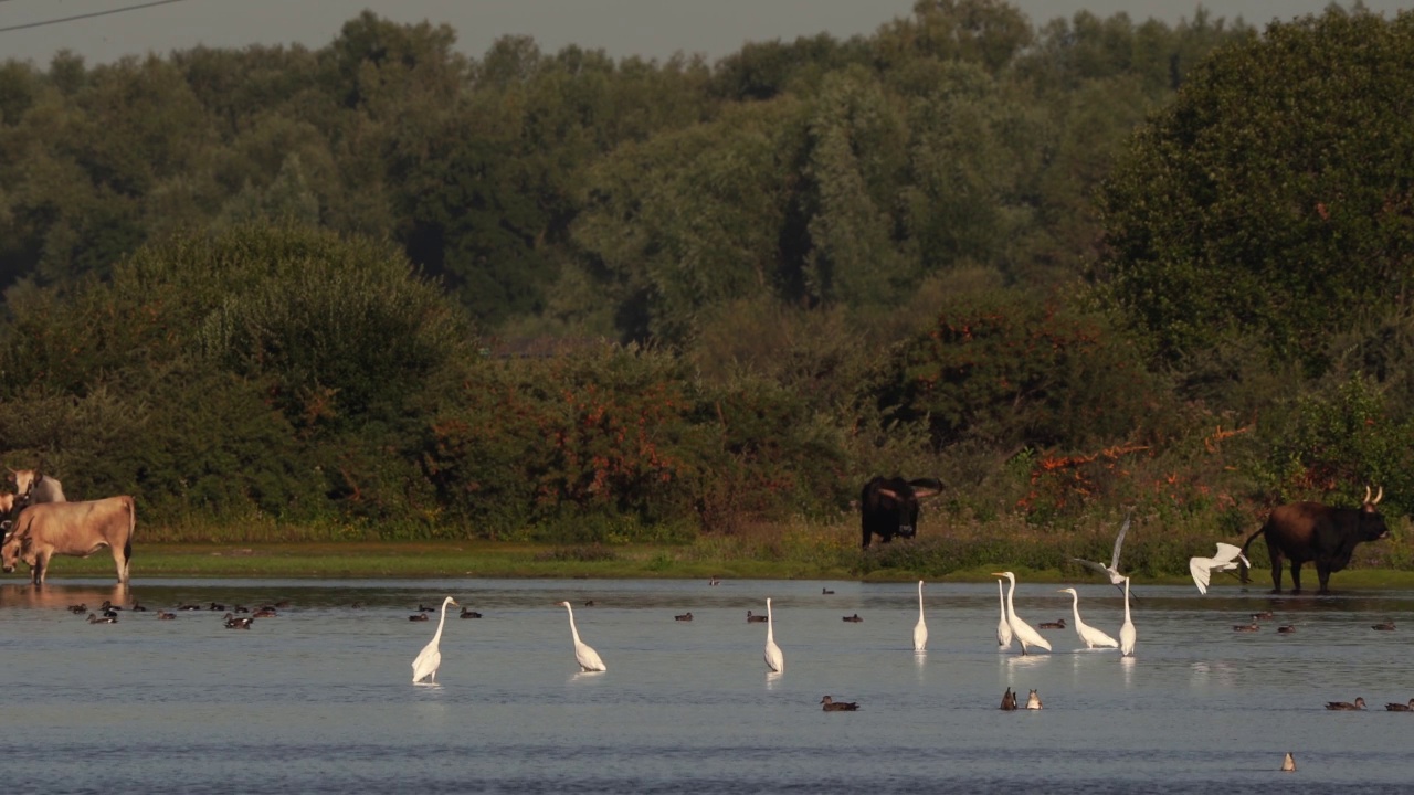 大白鹭(Ardea alba)捕猎一只燕子的水，而一只白鹭捕捉一条小鱼视频素材