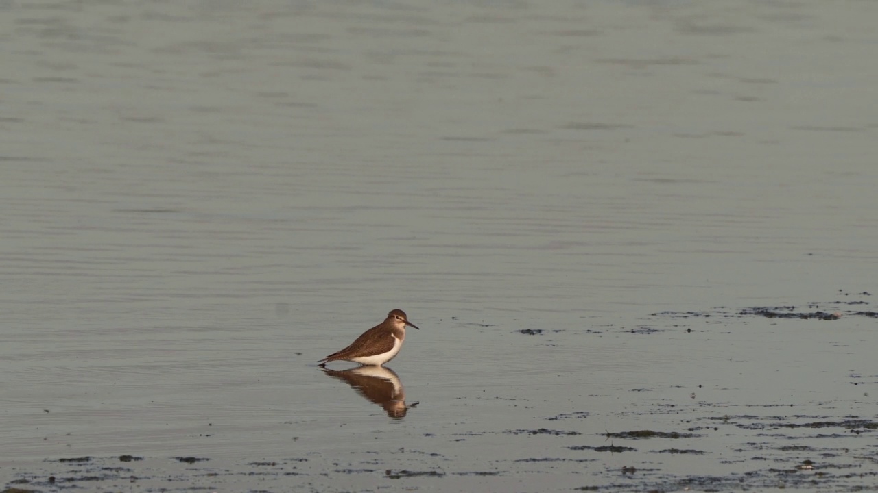 一只普通鹬(Actitis hypoleucos)站在燕子的水中视频素材