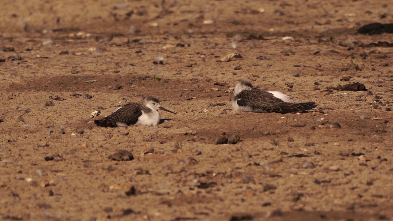 两只幼黑翼高跷(Himantopus Himantopus)躺在地上视频素材