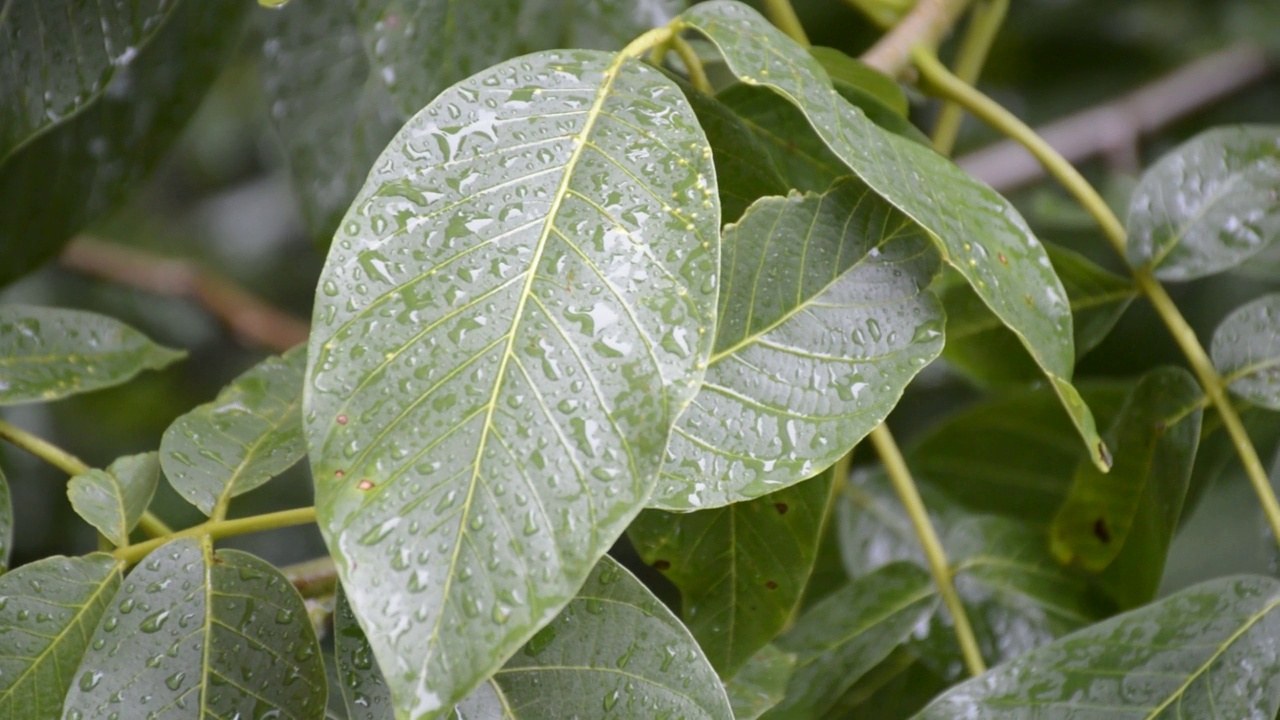 夏季花园下大雨时分枝胡桃视频素材