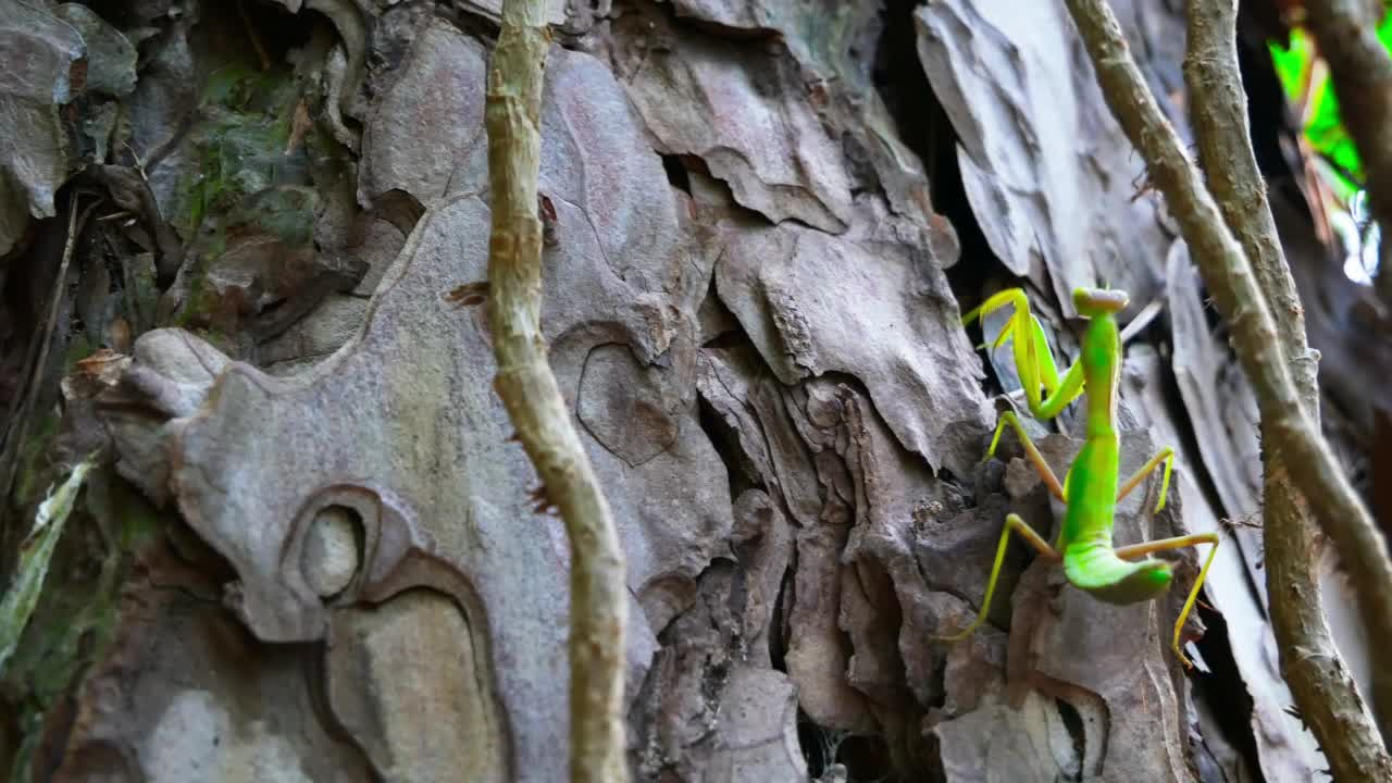 螳螂模仿树叶的样子。模仿自然界中。松树树干上最大的昆虫捕食者视频素材