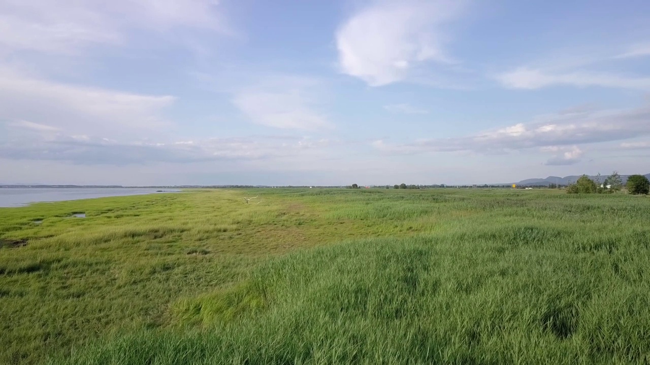 在高高的草丛中空中飞行，向一棵落在岸边的光秃秃的树飞去视频素材