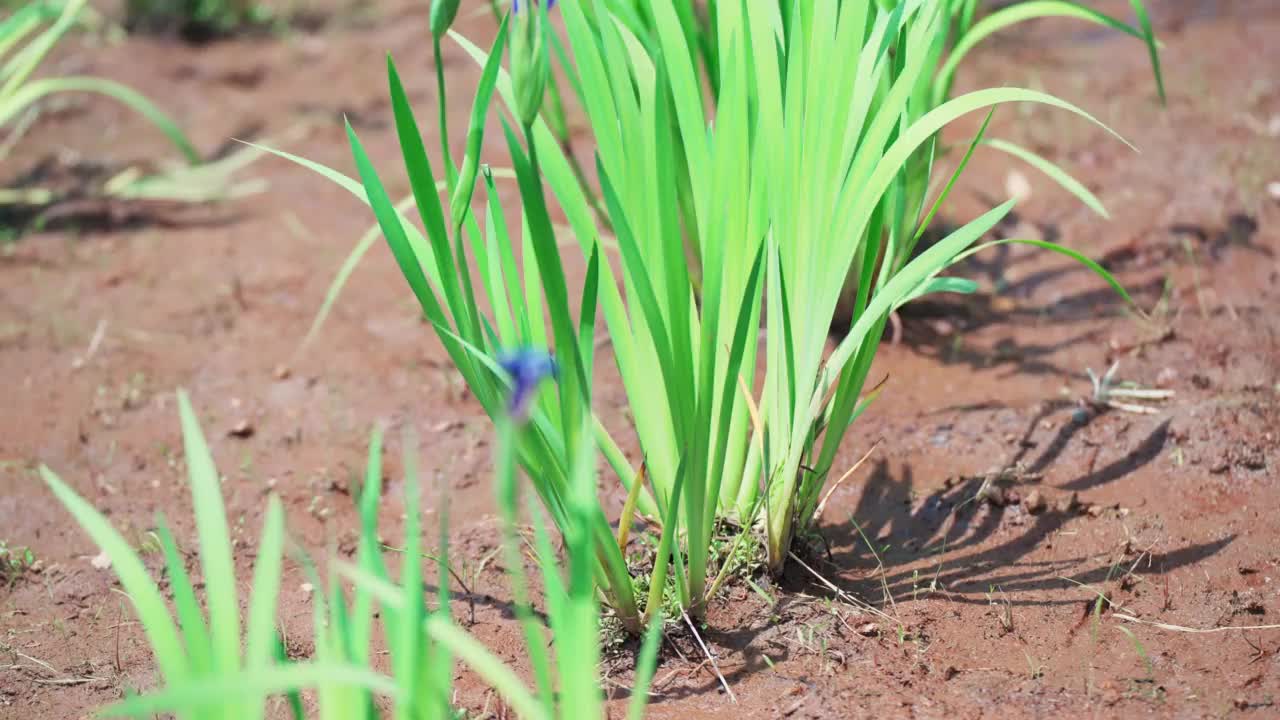 盛开的日本鸢尾花“倾斜运动”视频素材