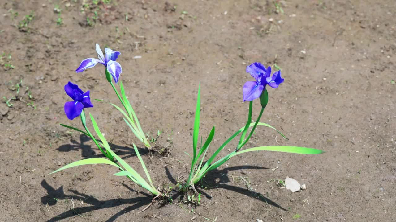 日本鸢尾花盛开在我的脚下视频素材