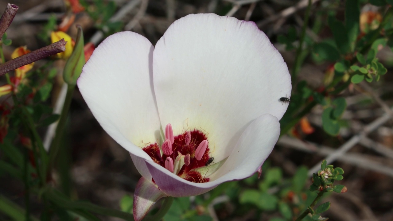 卡洛chortus Catalinae Bloom -文图拉海岸033122视频素材