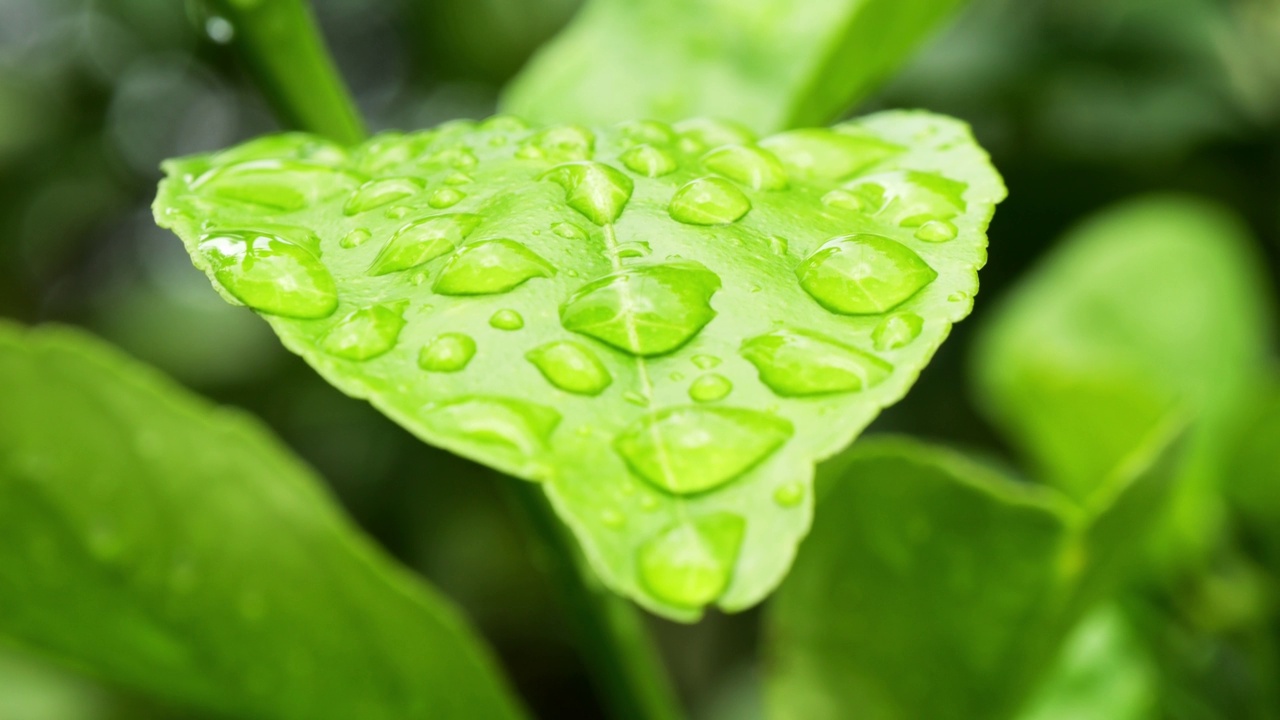 雨后绿叶上的露珠带着雨滴。视频素材