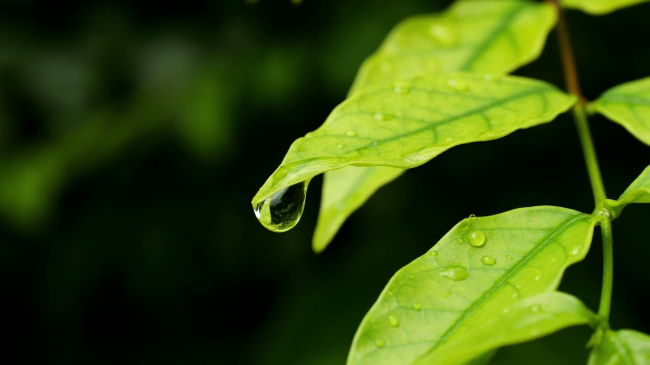 雨后绿叶上的露珠带着雨滴。视频素材