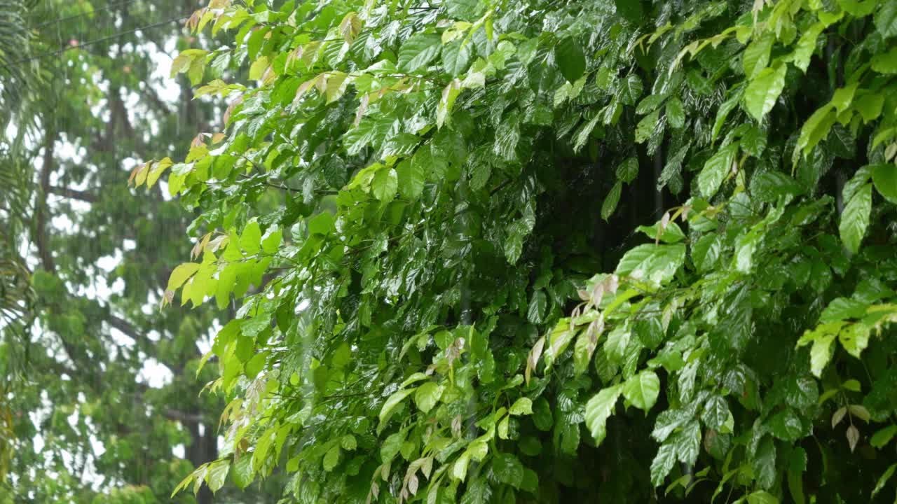 雨落在树枝上的绿叶上吹。视频素材