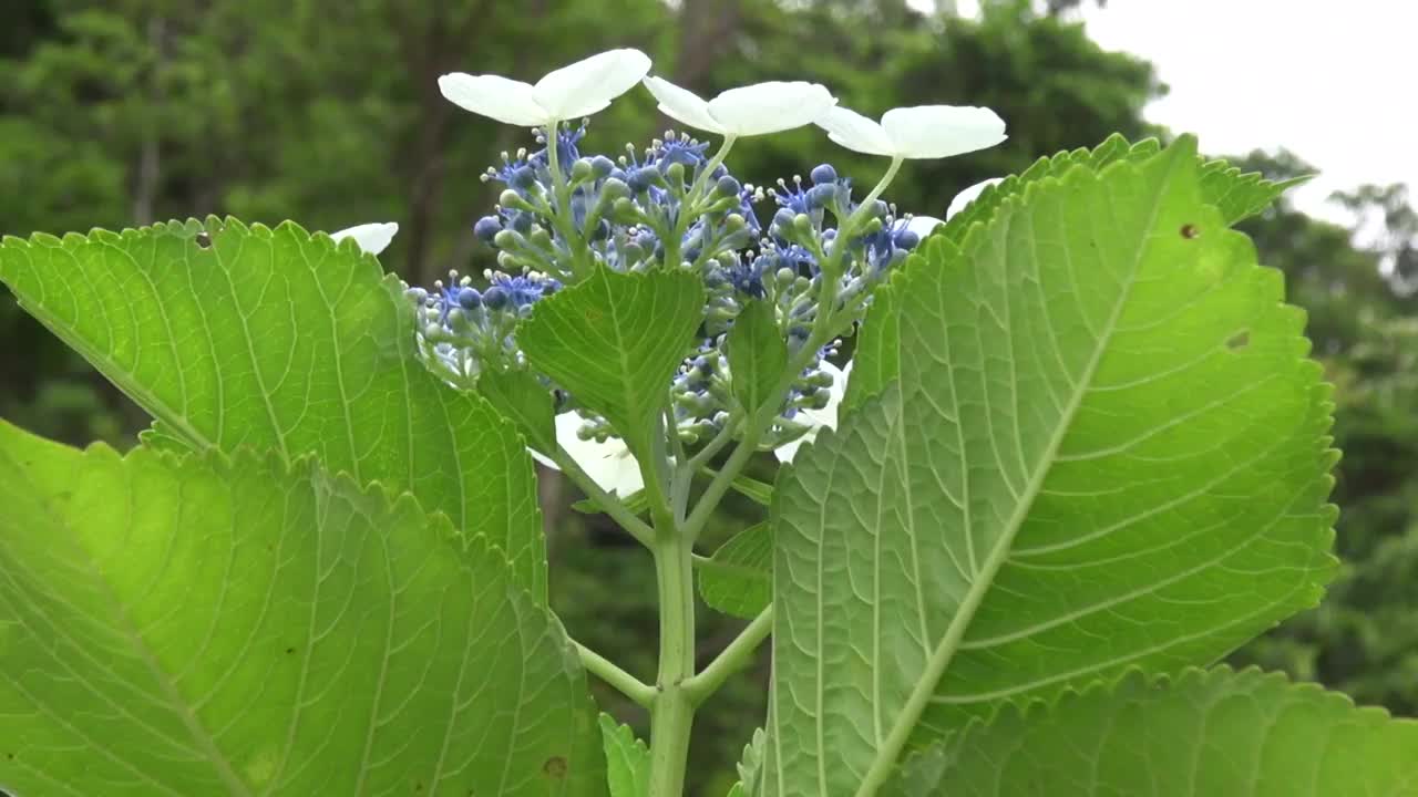 山绣球花(绣球花serrata) /日本冲绳视频素材