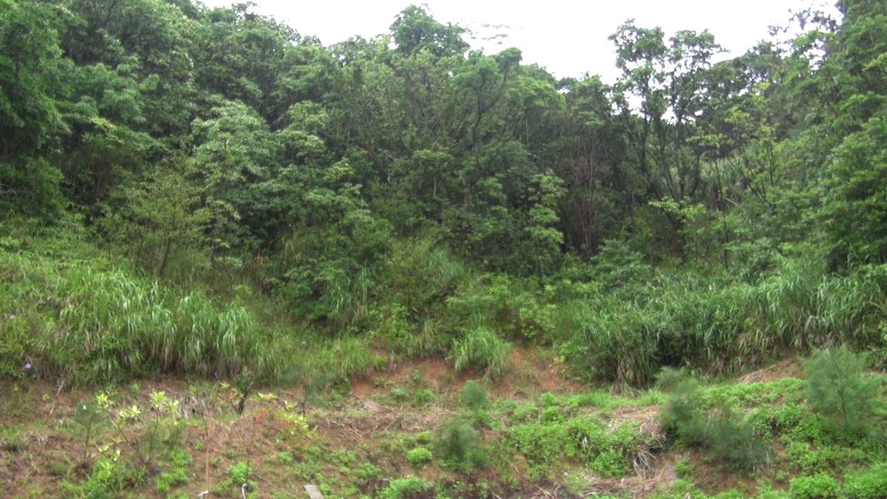 雨天的山景/日本冲绳视频素材