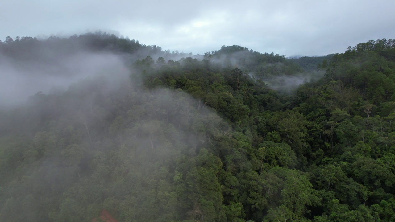 在雾天用无人机拍摄的绿色雨林和山丘的空中景观视频素材