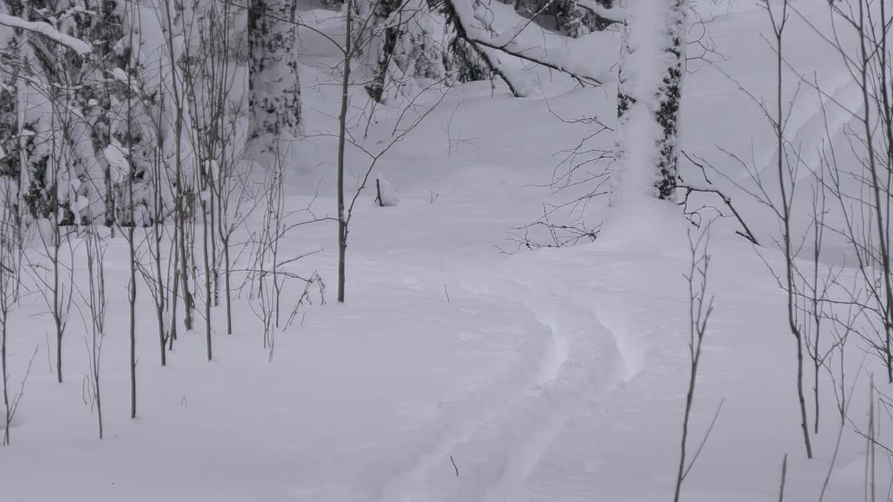 冬天，白雪覆盖的斯堪的纳维亚森林中的滑雪道。大自然。视频素材