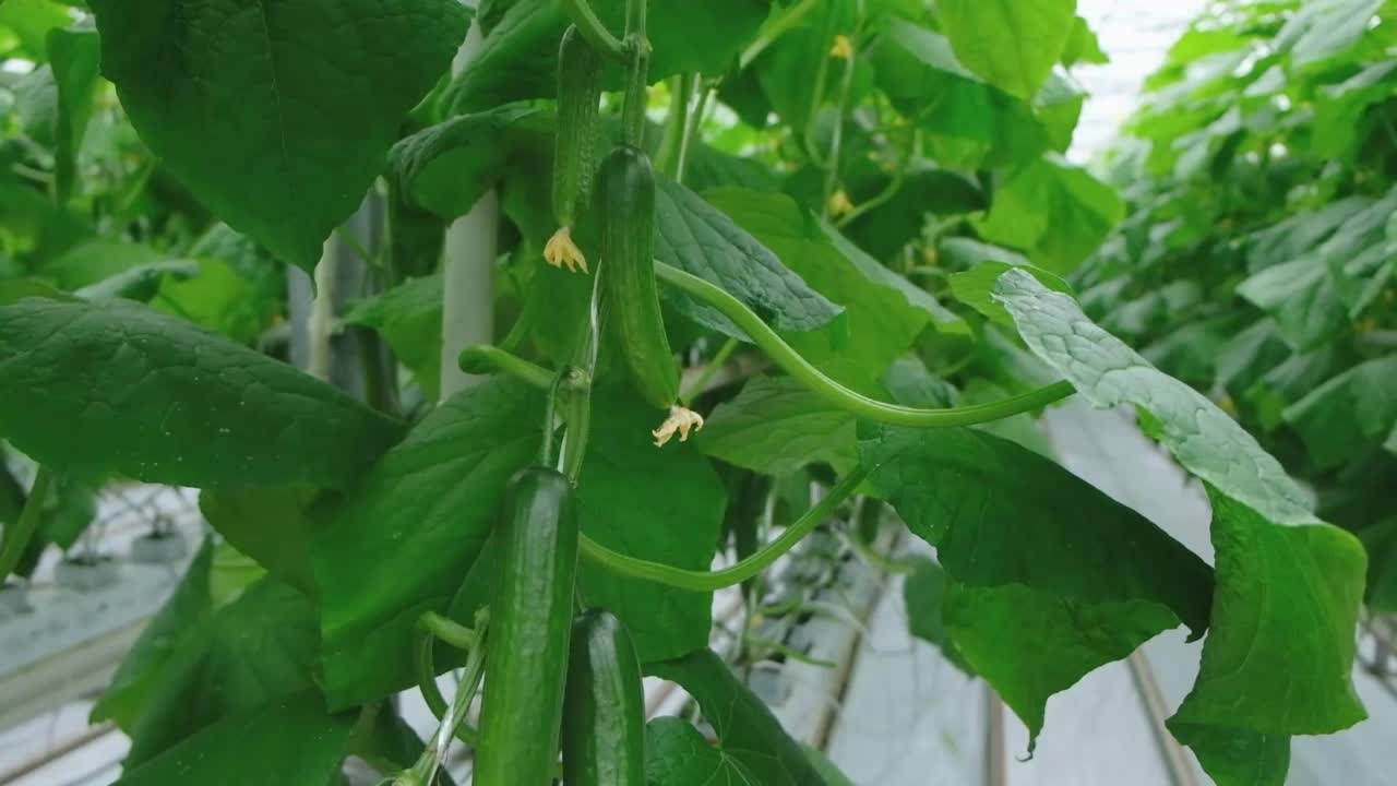 带有新鲜成熟黄瓜的温室。有机食品和蔬菜。健康饮食。水培法在农业。利用滴灌技术在温室中种植黄瓜。光滑的相机运动视频素材