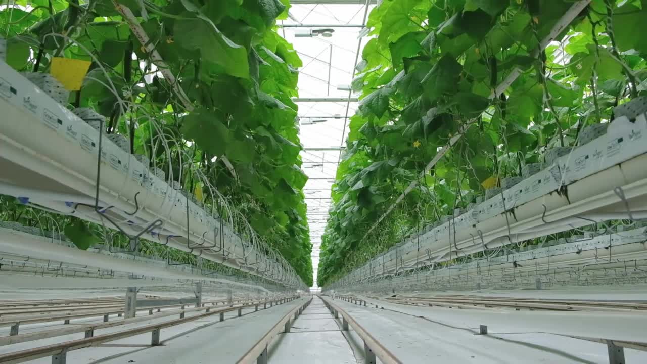 温室里成排的新鲜成熟黄瓜。有机食品和蔬菜。健康饮食。水培法在农业。利用滴灌技术在温室中种植黄瓜。光滑的相机运动视频素材