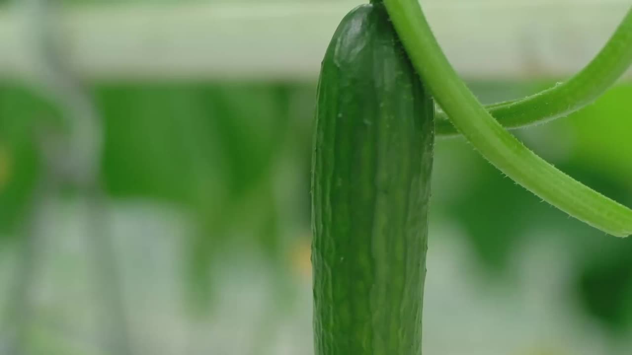 带有新鲜成熟黄瓜的温室。有机食品和蔬菜。健康饮食。水培法在农业。利用滴灌技术在温室中种植黄瓜。光滑的相机运动视频素材