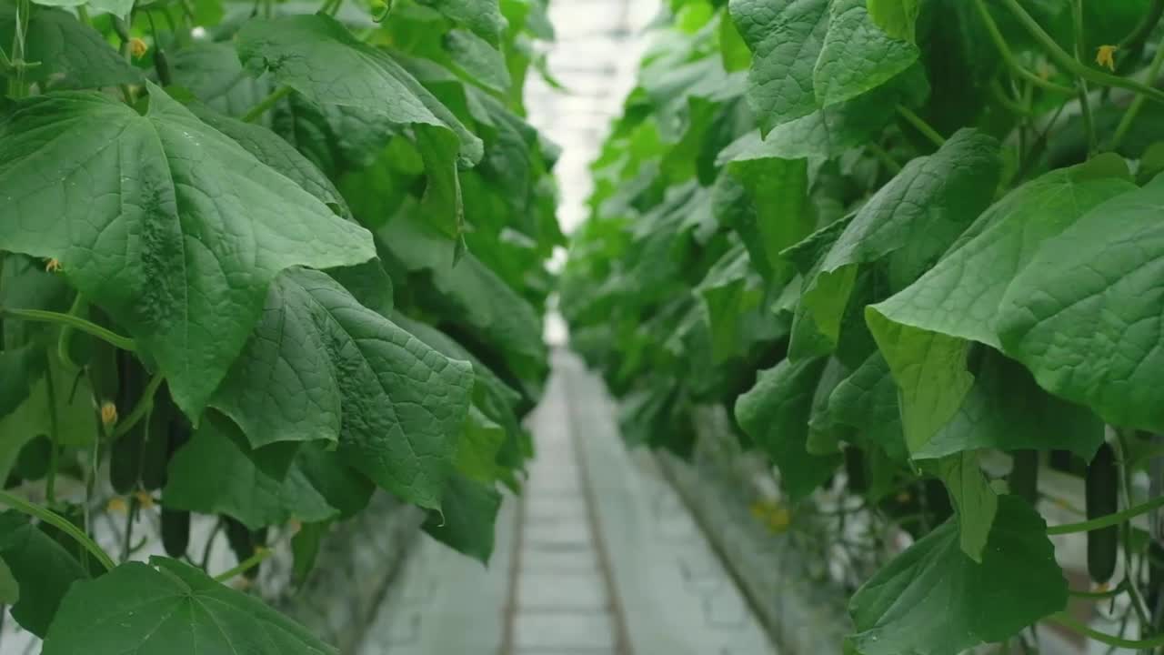 温室里成排的新鲜成熟黄瓜。有机食品和蔬菜。健康饮食。水培法在农业。利用滴灌技术在温室中种植黄瓜。光滑的相机运动视频素材