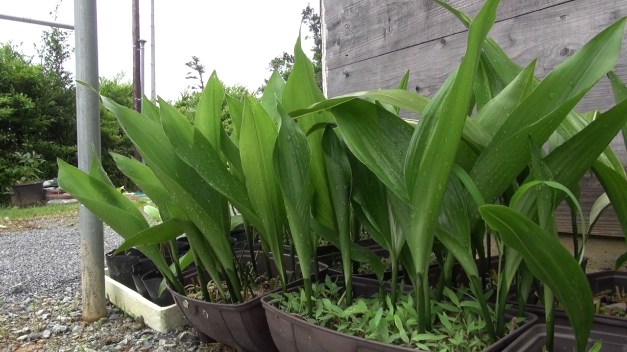 石头上的花盆/冲绳，日本视频素材