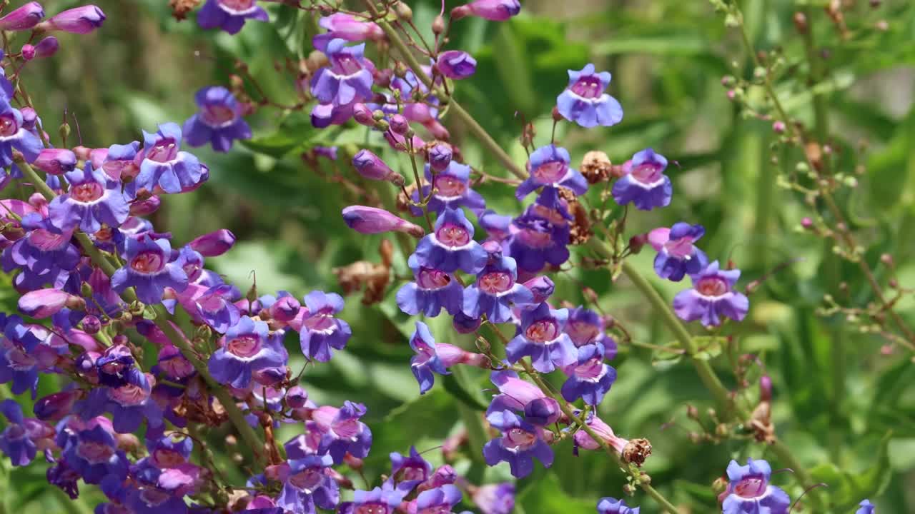 Penstemon Spectabilis Bloom -西莫哈韦沙漠- 052022视频素材