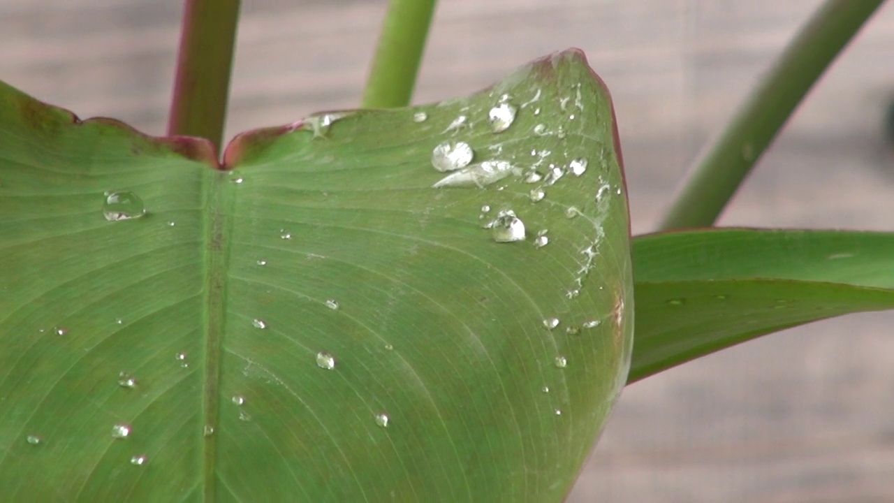 树叶和水滴/冲绳，日本视频素材