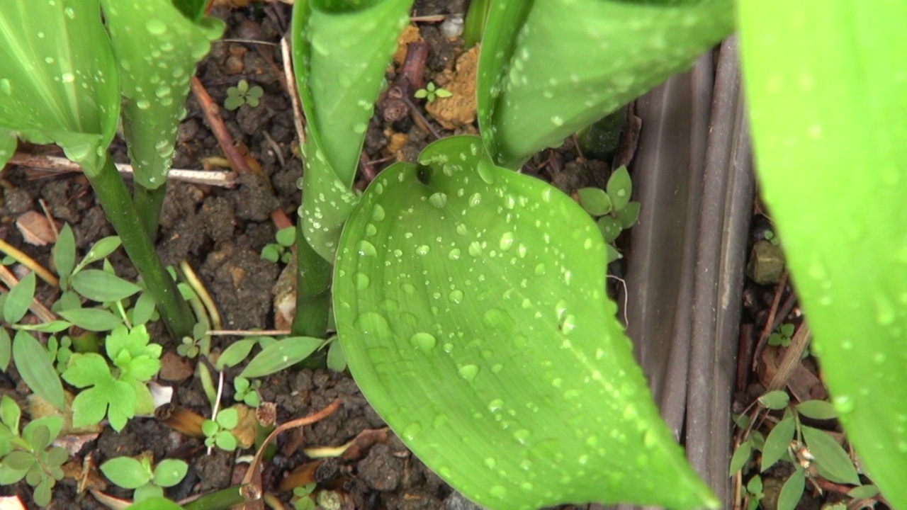 盆栽植物/冲绳，日本视频素材