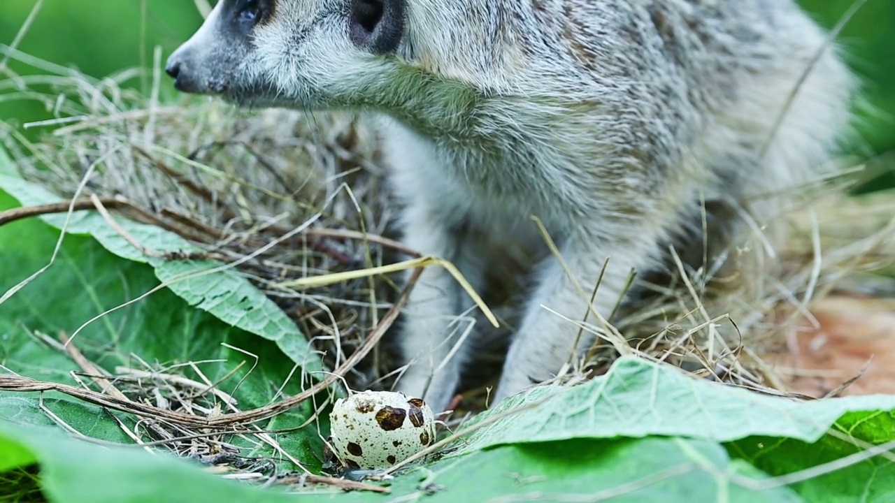 猫鼬(suricata)破坏了鹌鹑的巢穴视频下载