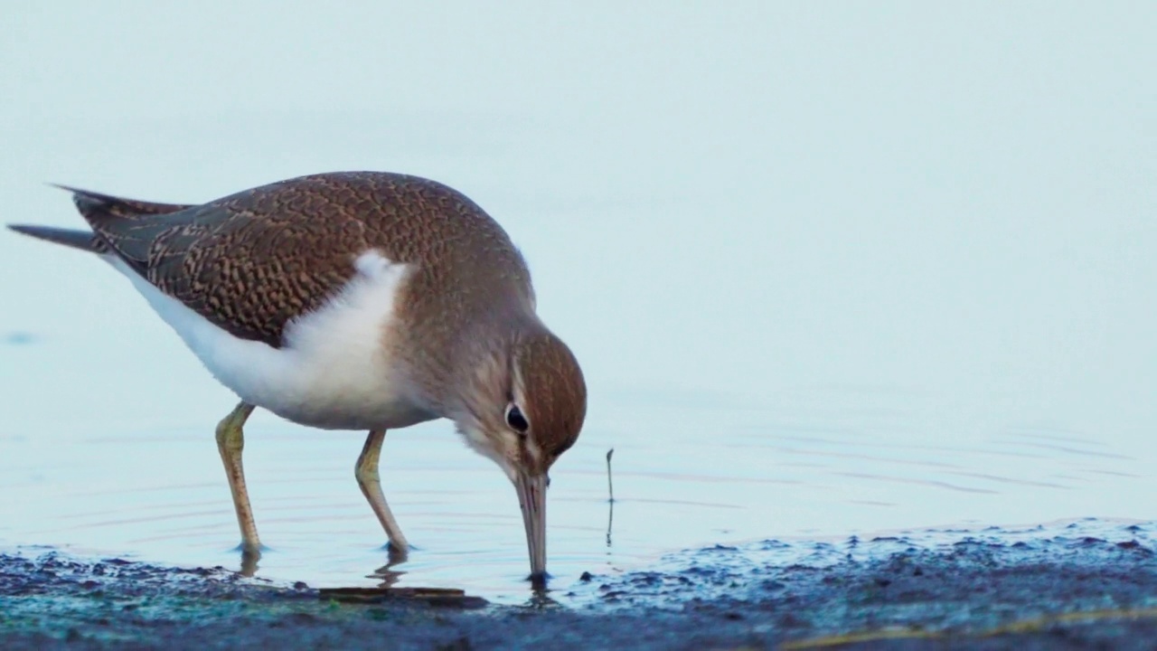 鸟类——普通鹬(Actitis hypoleucos)在一个阳光明媚的春天早晨穿过沼泽，寻找幼虫并吃掉它们。视频素材